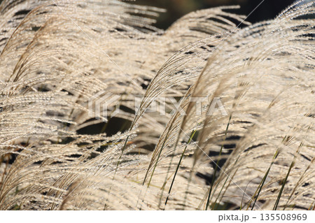 栗林公園、西湖南端の「睡竜潭」の岸辺のススキ 135508969