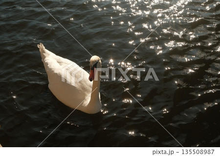 Elegant white swan gliding gracefully on shimmering water surface with sunlight reflections 135508987