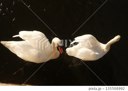 Two elegant white swans gracefully swimming together on a dark water surface in serene nature Two elegant white swans gracefully swimming together on a dark water surface in serene nature 135508992