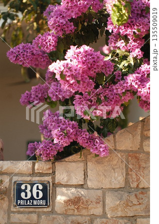 Vibrant pink bougainvillea flowers cascading over a stone wall with a house number sign 135509019