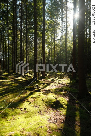 Sunlight filters through tall trees in a serene forest, illuminating the vibrant green moss on the forest floor 135509021