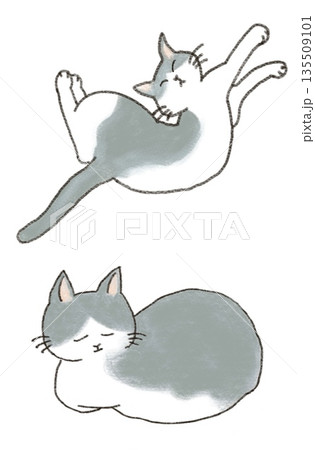 猫のイラスト 猫のイラスト 135509101