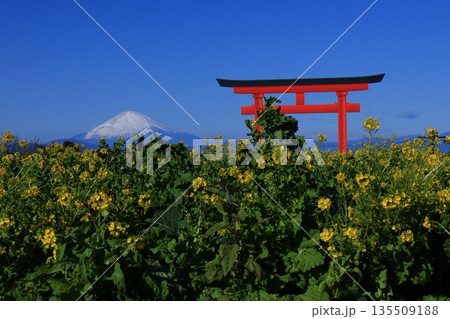 春を彩る黄色の妖精 135509188