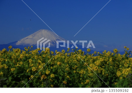 春を彩る黄色の妖精 春を彩る黄色の妖精 135509192