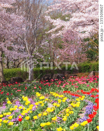 チューリップと桜 チューリップと桜 135509607