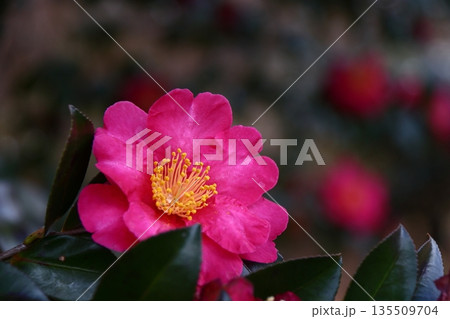 寒さの中で咲き誇る 135509704