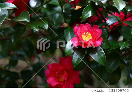 寒さの中で咲き誇る 寒さの中で咲き誇る 135509706