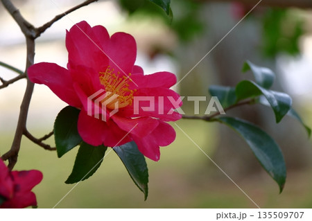 寒さの中で咲き誇る 135509707