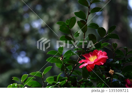 寒さの中で咲き誇る 寒さの中で咲き誇る 135509721