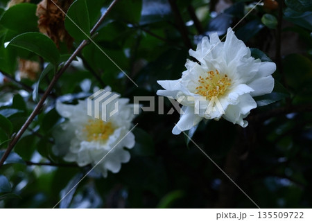 寒さの中で咲き誇る 135509722