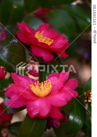 寒さの中で咲き誇る 135509780