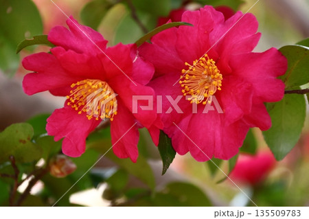 寒さの中で咲き誇る 135509783