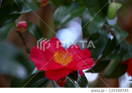 寒さの中で咲き誇る 135509785