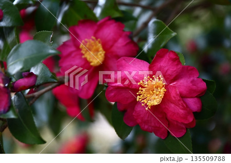 寒さの中で咲き誇る 寒さの中で咲き誇る 135509788