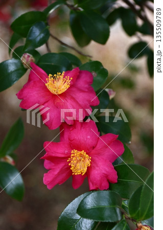 寒さの中で咲き誇る 寒さの中で咲き誇る 135509789