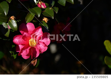 寒さの中で咲き誇る 135509805