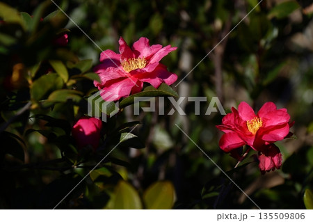 寒さの中で咲き誇る 135509806