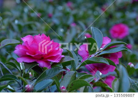 寒さの中で咲き誇る 135509807