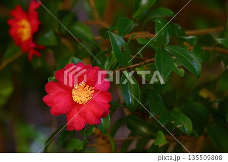 寒さの中で咲き誇る 135509808