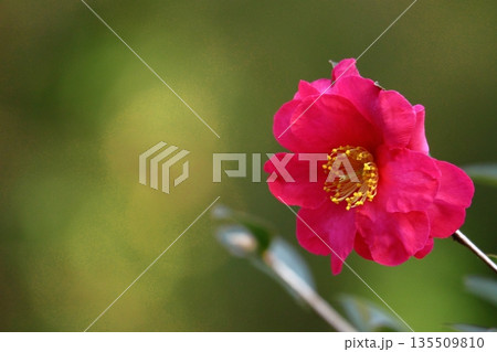 寒さの中で咲き誇る 135509810