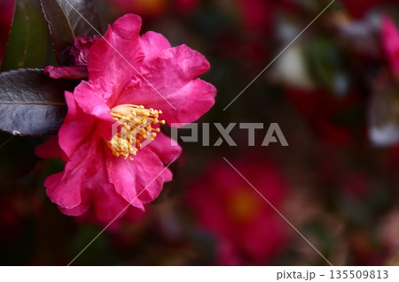 寒さの中で咲き誇る 135509813