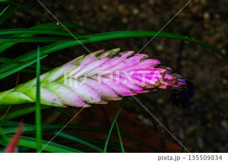 ピンクに色づくチランジアの花苞 ピンクに色づくチランジアの花苞 135509834