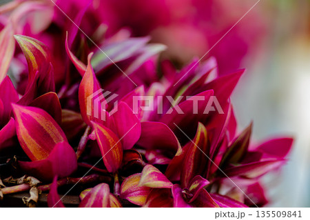 ムラサキツユクサの美しい色彩 ムラサキツユクサの美しい色彩 135509841