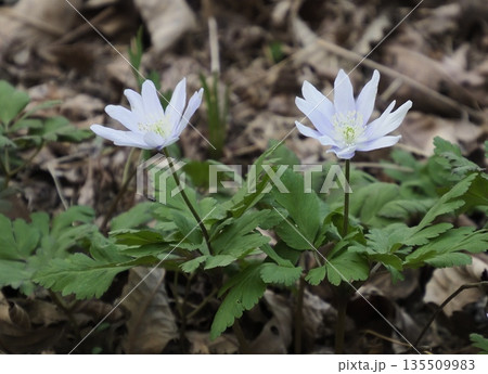 2輪の白いキクザキイチゲ 135509983