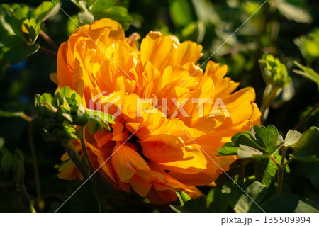 Bright Yellow Flower in a Lush Garden 135509994