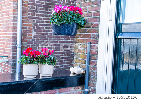 Two Potted Cyclamen Flowers on porch House window garden outdoor Two Potted Cyclamen Flowers on porch House window garden outdoor 135510156
