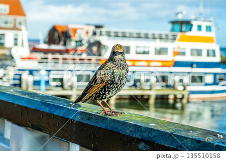 Bird Starling Sturnus vulgaris. Bird Starling Sturnus vulgaris. 135510158
