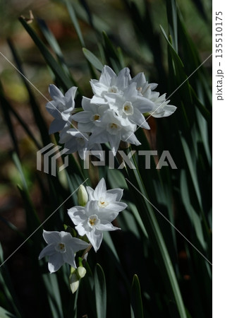 冬の寒い中凛と咲く 135510175