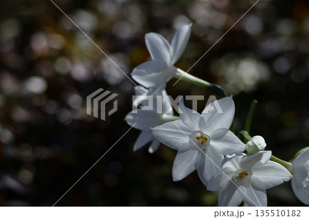 冬の寒い中凛と咲く 冬の寒い中凛と咲く 135510182