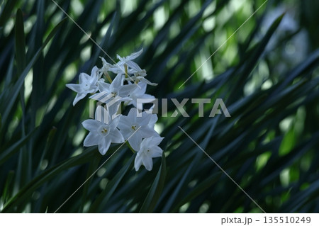 冬の寒い中凛と咲く 135510249