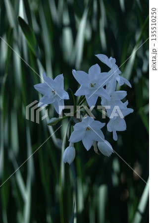 冬の寒い中凛と咲く 135510250