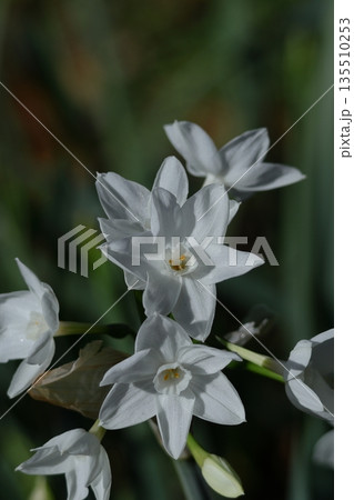 冬の寒い中凛と咲く 135510253