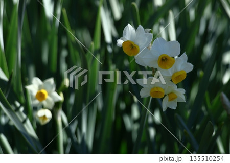 冬の寒い中凛と咲く 135510254