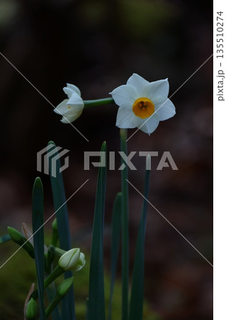 冬の寒い中凛と咲く 135510274