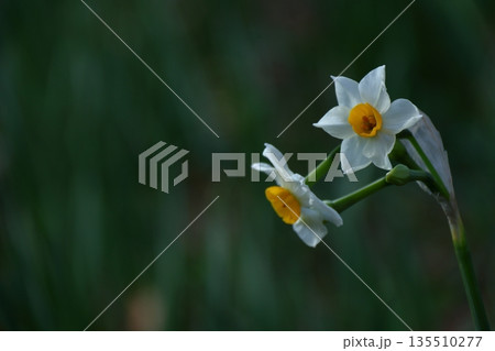 冬の寒い中凛と咲く 135510277