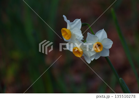 冬の寒い中凛と咲く 135510278