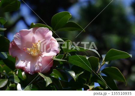 和を象徴する花木 和を象徴する花木 135510935