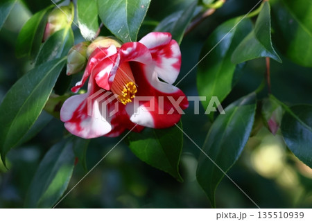 和を象徴する花木 和を象徴する花木 135510939