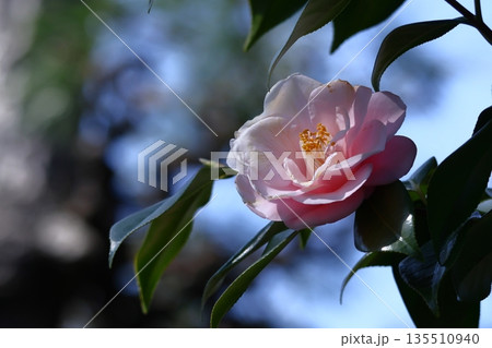 和を象徴する花木 和を象徴する花木 135510940