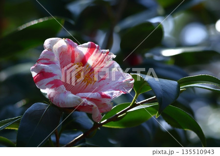 和を象徴する花木 和を象徴する花木 135510943
