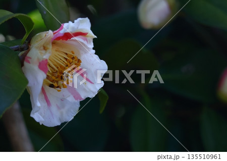 和を象徴する花木 135510961