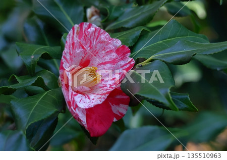 和を象徴する花木 和を象徴する花木 135510963