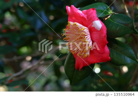 和を象徴する花木 135510964