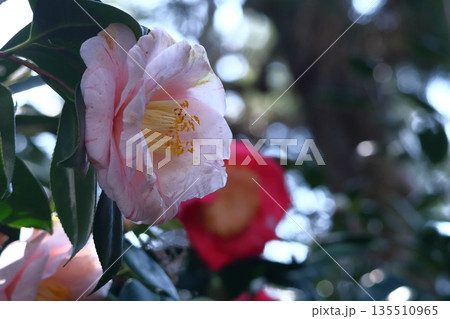 和を象徴する花木 和を象徴する花木 135510965