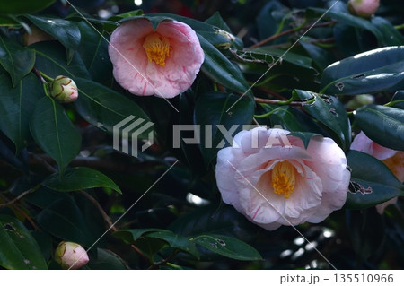 和を象徴する花木 135510966