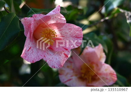 和を象徴する花木 135510967